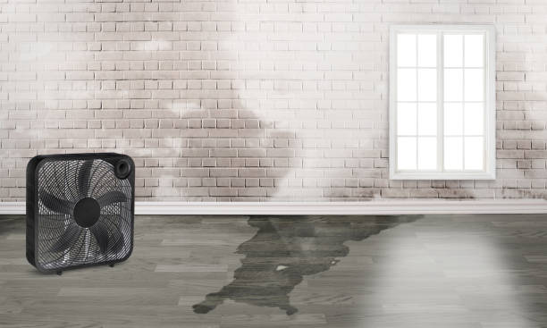 Best Flood damage cleanup  in Herndon, VA
